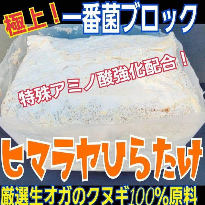極上！ヒマラヤひらたけ菌糸ブロック【5個】初菌のみ使用！国産オオクワ85ミリ実績