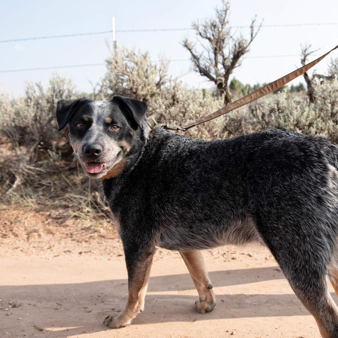 【NEW】Carhartt カーハート 犬用リーシュ＆首輪セット L 赤ワイン