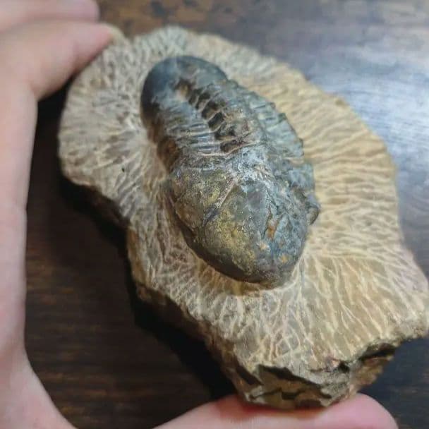 三葉虫 化石