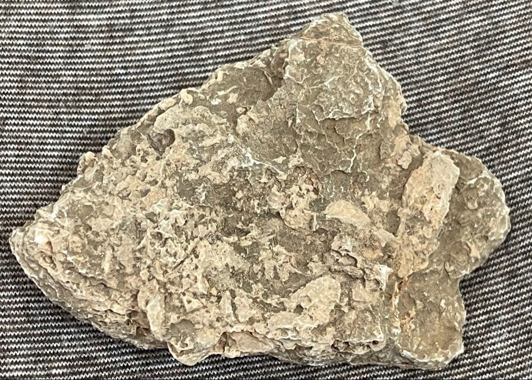 サルタサウルス 卵殻 化石 恐竜 鉱物標本 本物