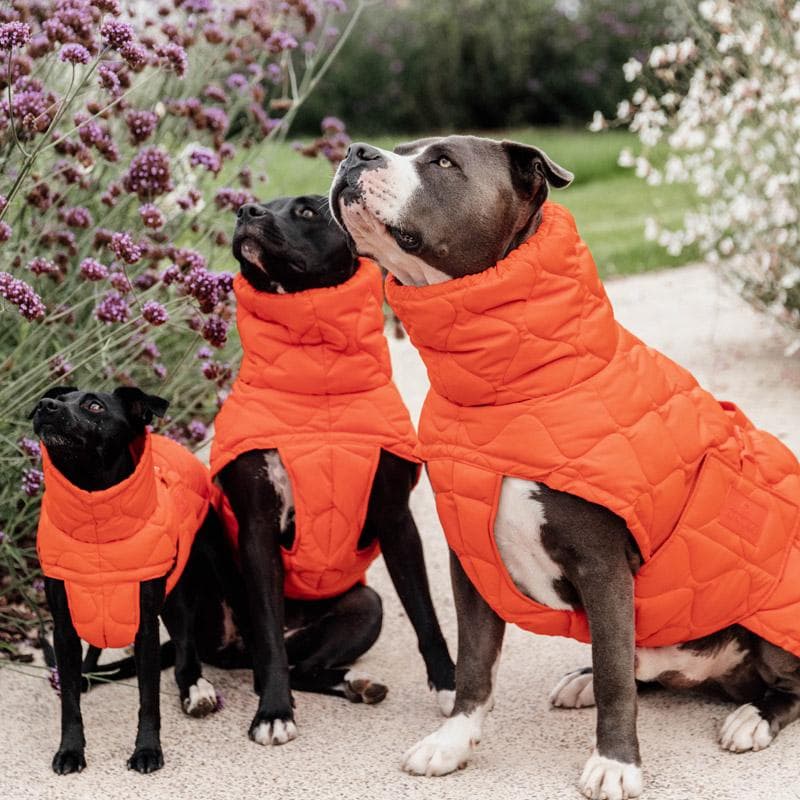 Kentucky Dogwear 未使用ベルギー ドッグコート 中綿入り