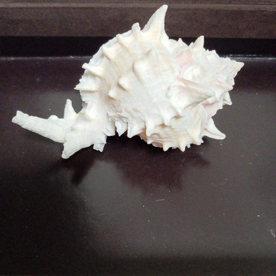 貝殻標本　クレナイガンセキボラ