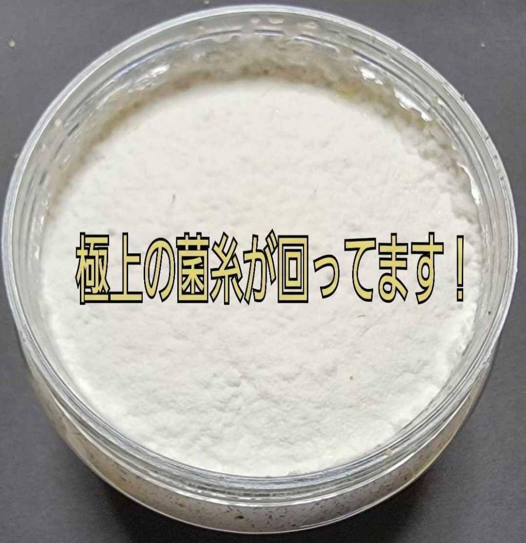 ニジイロクワガタにお薦め！極上！黒アワビタケ菌糸瓶【8本】トレハロース強化配合！