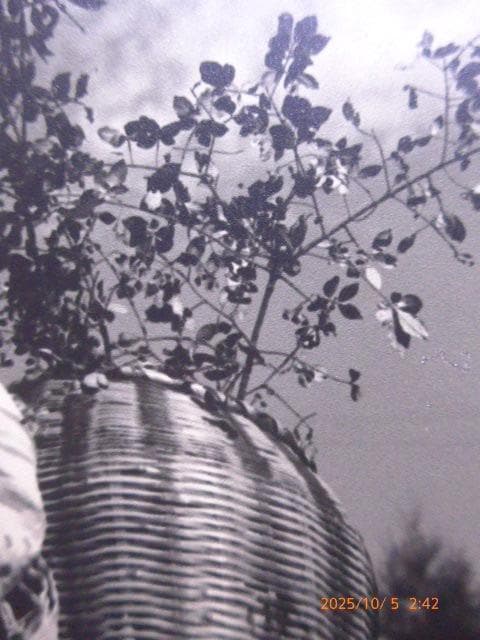 貴重な戦前の籐の籠を背負った女性の写真です。芸術写真です。露出等が完璧です。