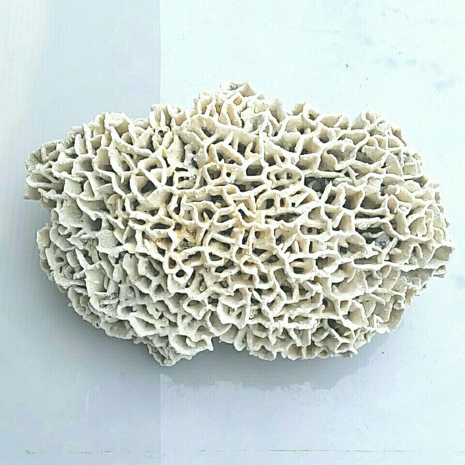 特大 飾り 珊瑚 サンゴ礁 置物 白 海水魚 水槽 レイアウト