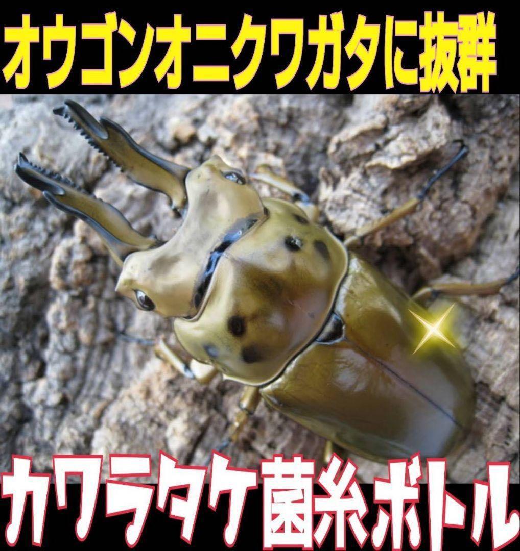 極上！カワラタケ菌糸瓶【15本】特殊アミノ酸強化配合！クワガタ幼虫全般に使えます