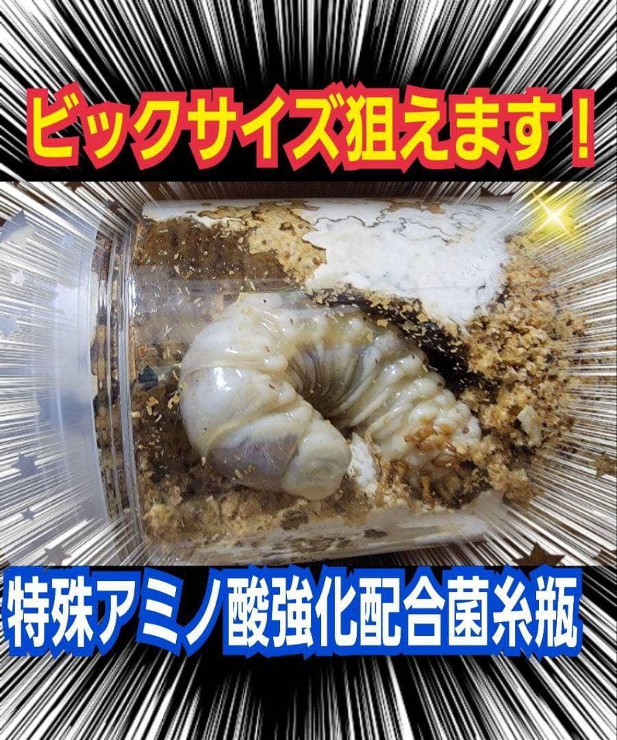 極上！カワラタケ菌糸瓶【15本】特殊アミノ酸強化配合！クワガタ幼虫全般に使えます