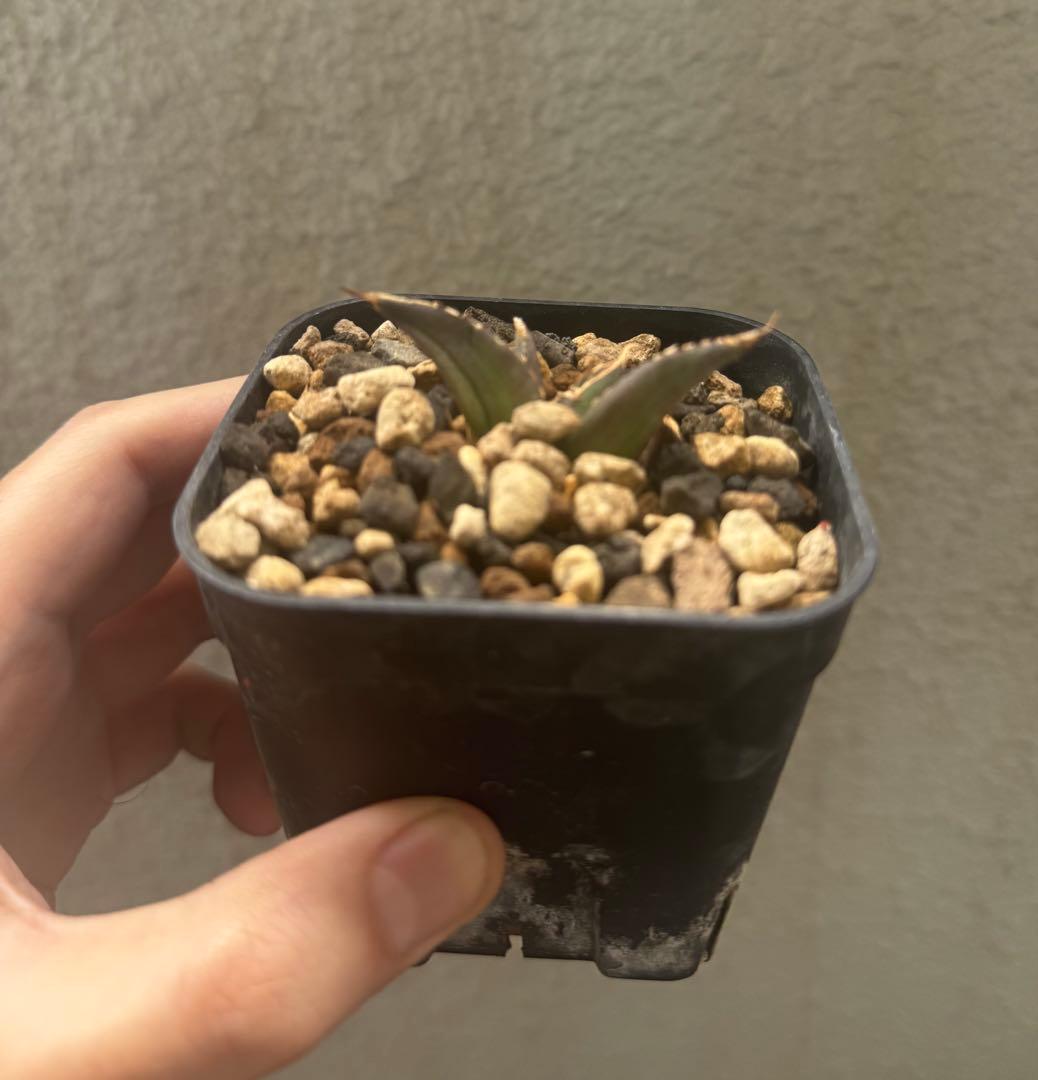 植物育成ライト AMATERAS（アマテラス）20W