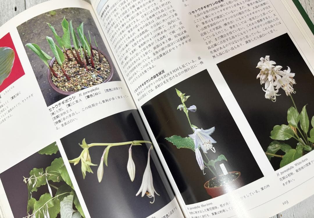 ギボウシ図鑑