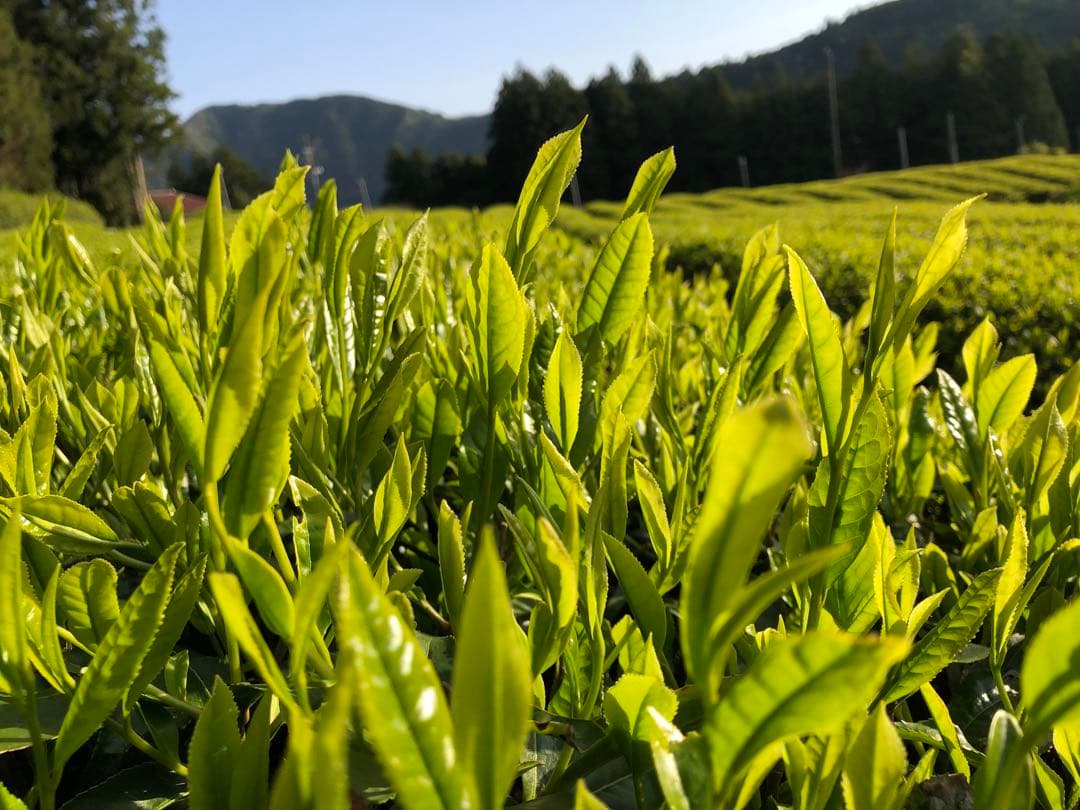無農薬栽培の川根茶　100g×10袋 健康長寿のお茶　農家直売　静岡茶