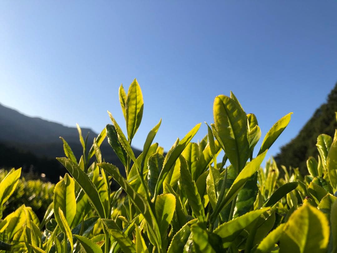 無農薬栽培の川根茶　100g×10袋 健康長寿のお茶　農家直売　静岡茶