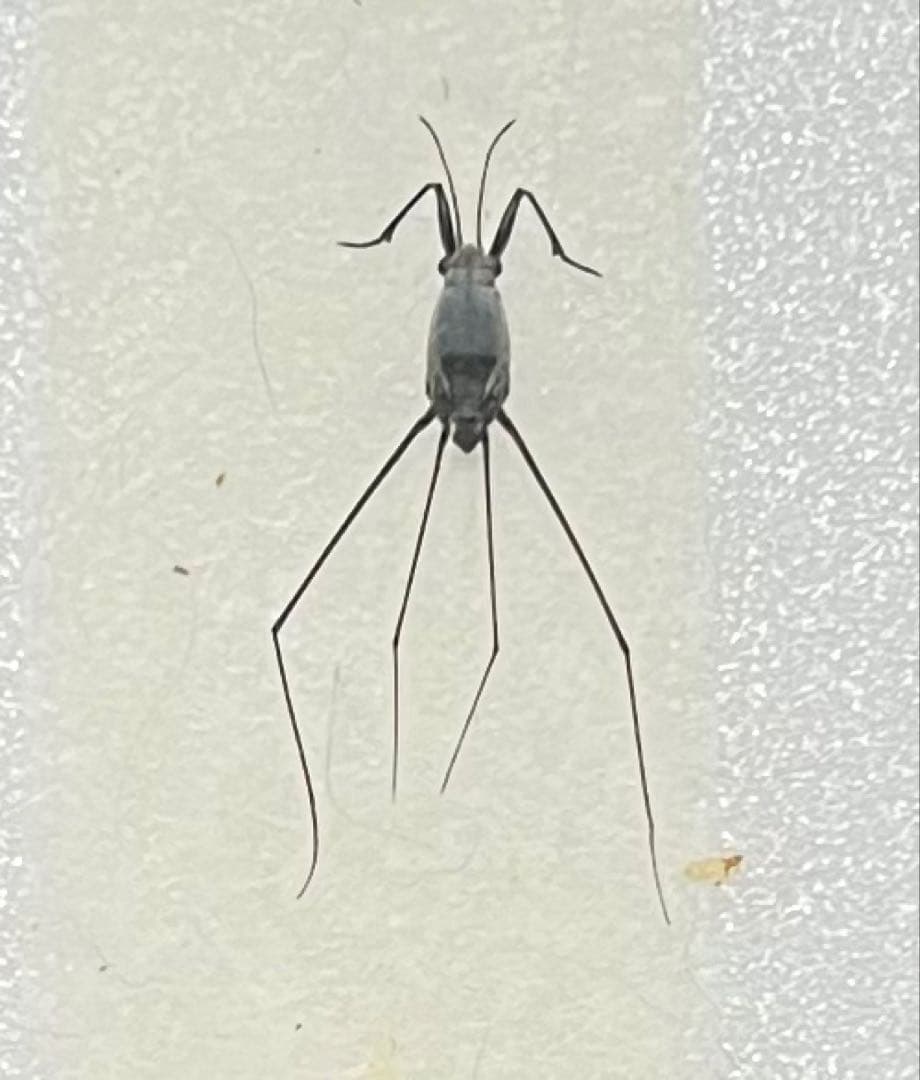 アキ 貴重 ウミアメンボ 標本 2匹