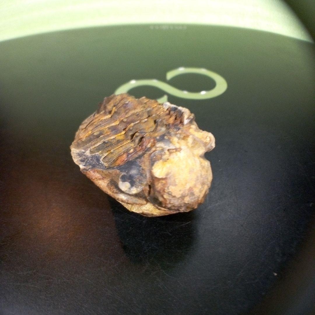 三葉虫　化石　fossil　ボリビア産　trilobite　海生動物識別③