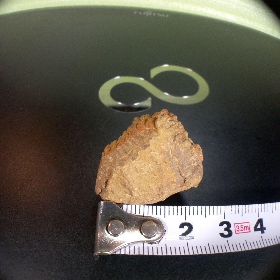 三葉虫　化石　fossil　ボリビア産　trilobite　Bolivia化石⑧
