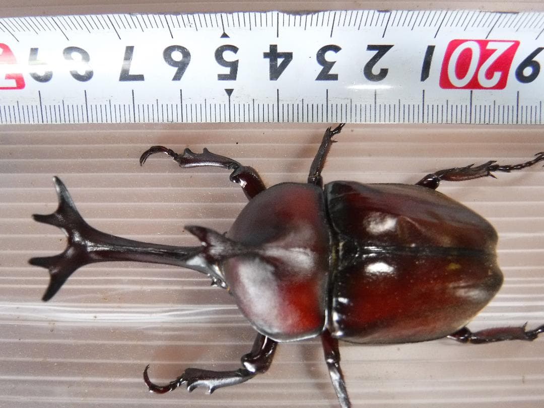 カブトムシマット：発酵熟成竹①：成虫・幼虫飼育用：１，０００ℓ
