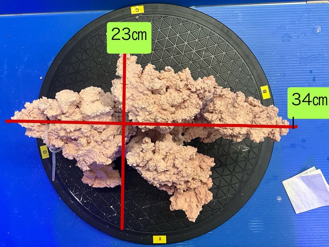人工ライブロック　No.9-10 無害化処理済