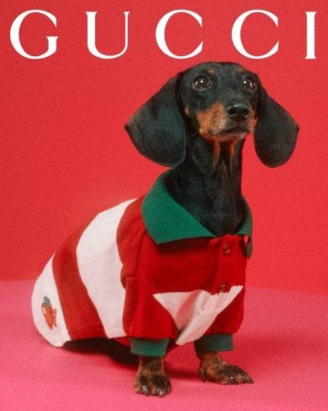 新品 GUCCI ペットコレクション ビッグストライプシャツ (Lサイズ)　Ⓗ