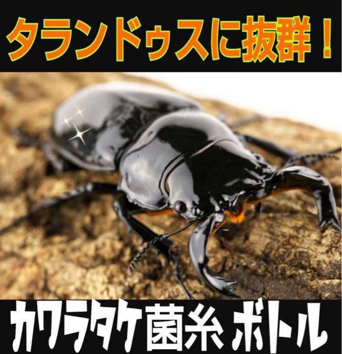 極上！カワラタケ菌糸瓶【6本】特殊アミノ酸強化配合！タランドゥス・オウゴンオニに