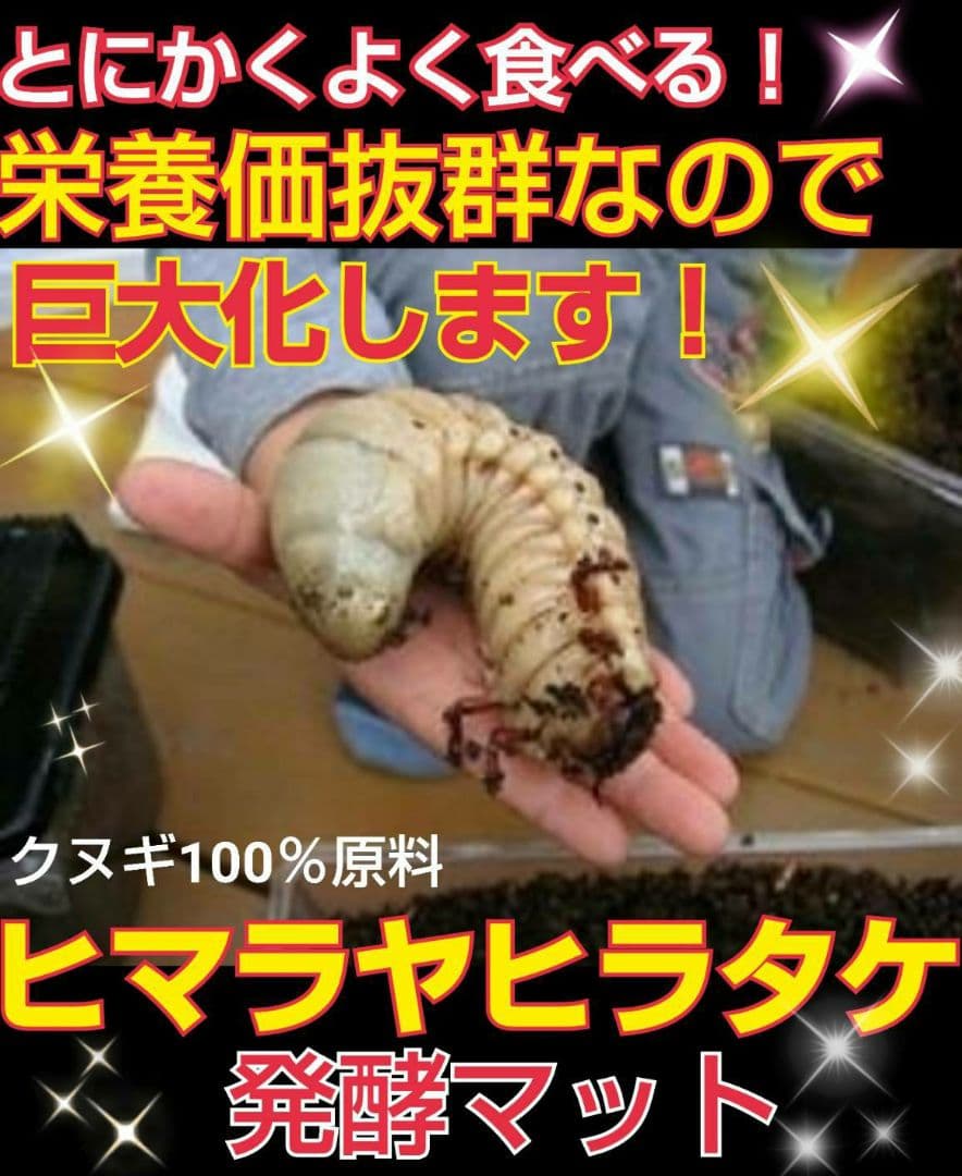 デカクなりすぎ注意！ヒマラヤひらたけ発酵マット　産卵にも！増量200リットル