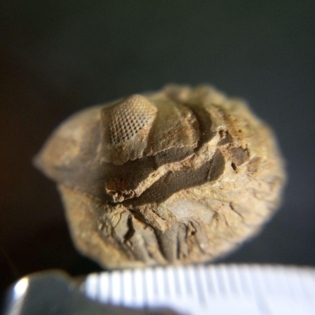 三葉虫　化石　fossil　ボリビア産　trilobite　海生動物個体②