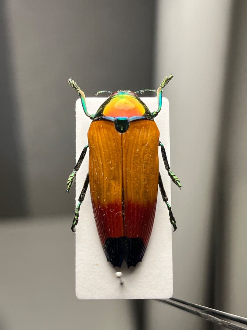 【26mm】ツマルリハデムカシタマムシ 標本 スハンダエ プラチナコガネ