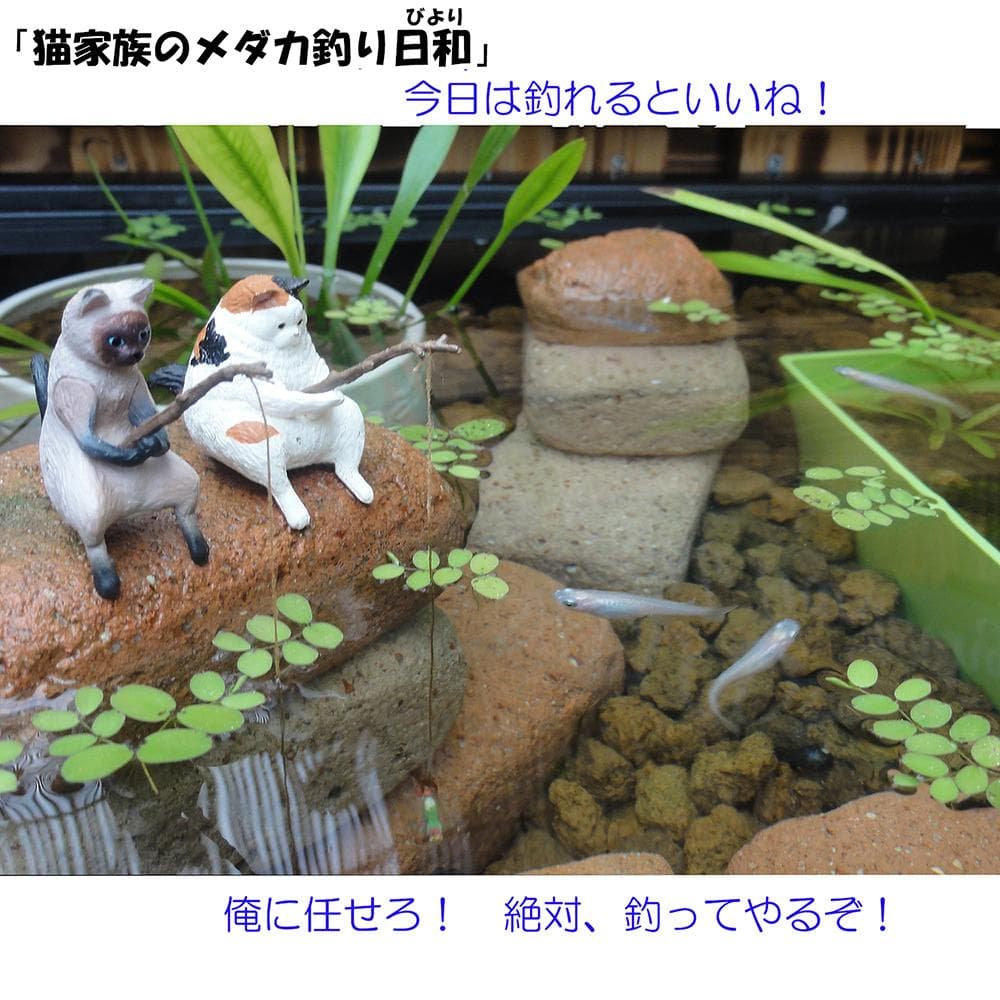 高さの有るビオトープ 40L　トロ舟＆木枠セット（棚付き）　メダカ・金魚用