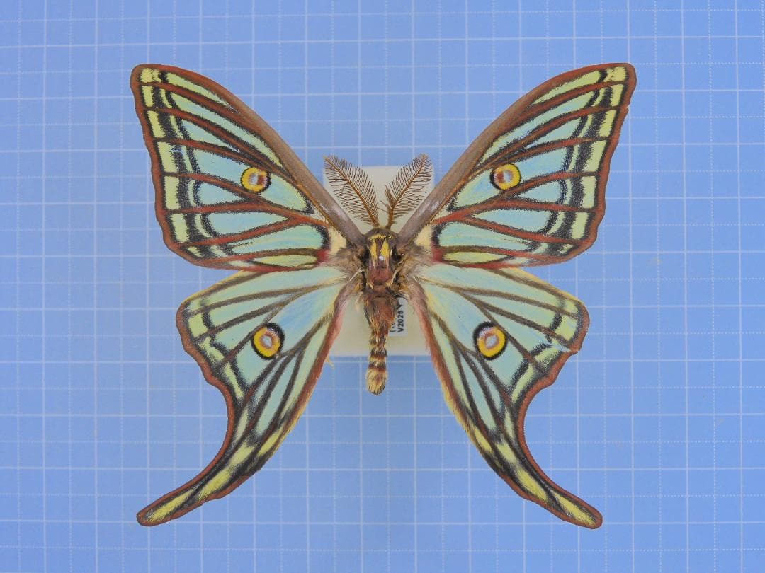 Spain Graellsia　isabellae　78mm