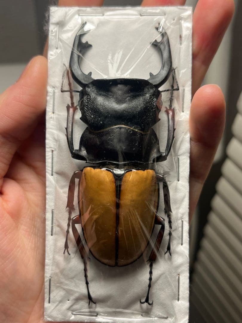 【88mm】 フェモラリスツヤクワガタ 昆虫標本 ファブリースノコギリクワガタ