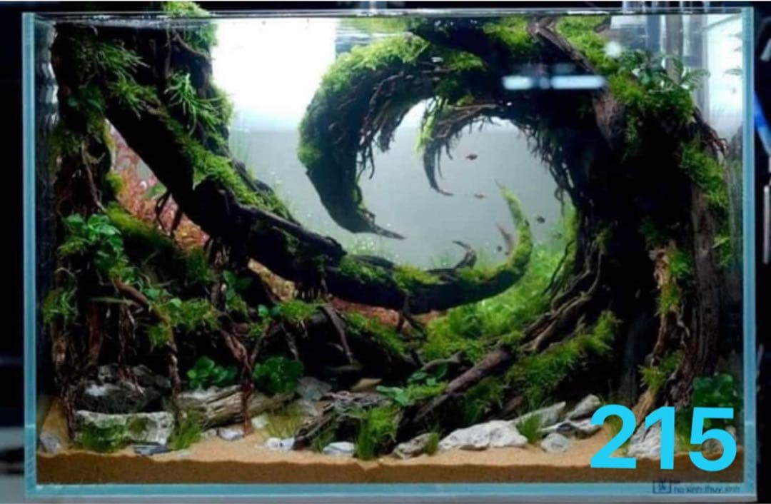 ブランチウッド　．水草用の 流木。流木アクアリウム　. パルダリウム　盆栽流木