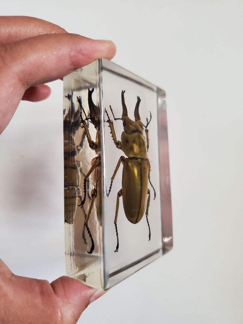 オウゴンオニクワガタ　樹脂標本
