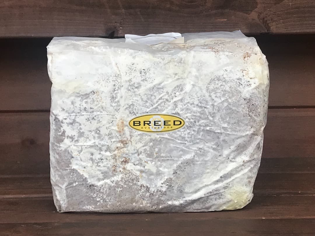 高性能・高品質　BREED菌糸ブロック　3500cc　12個