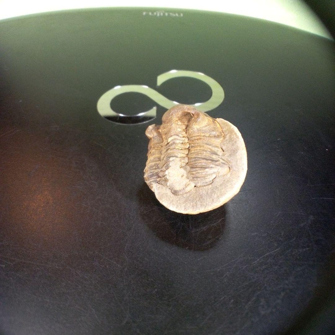 三葉虫　化石　fossil　ボリビア産　trilobite　海生動物個体④