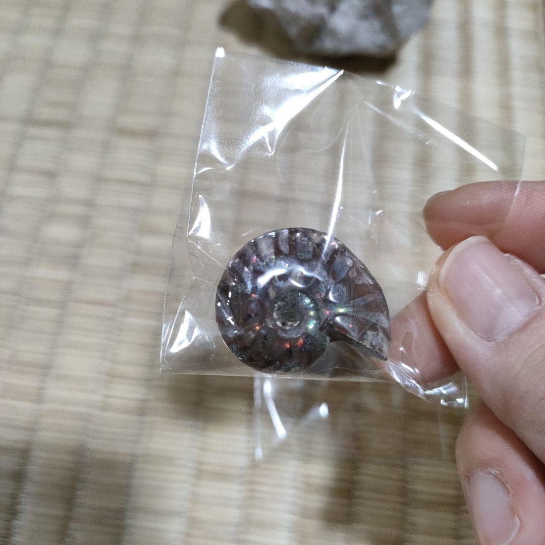 三葉虫の化石