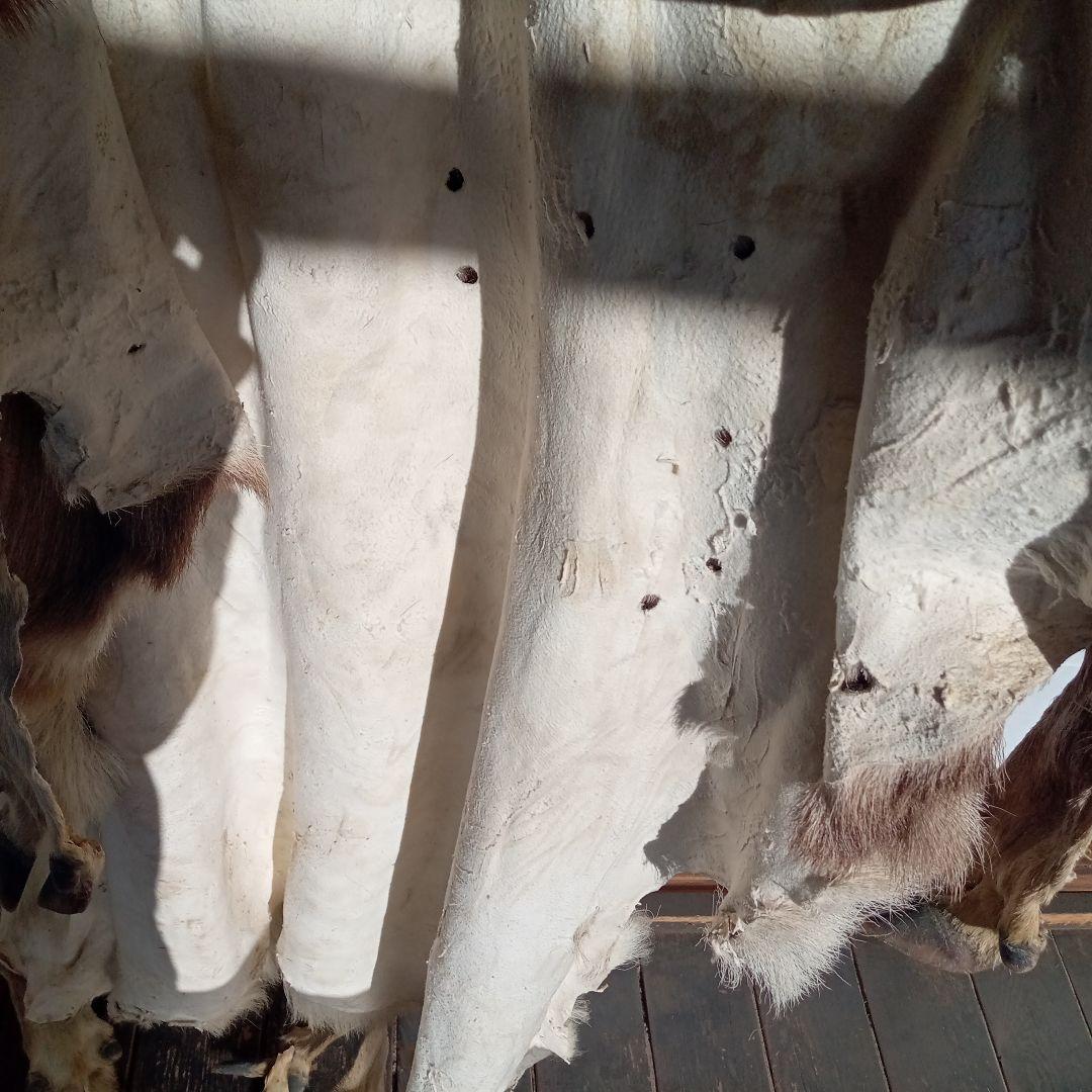 鹿の毛皮 壁掛け装飾