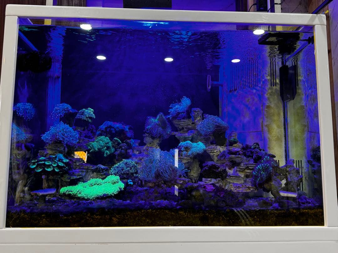 海水魚水槽90セット・スキマー・ポンプ付き