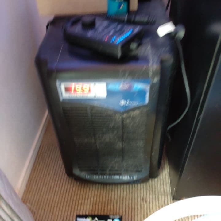 オーバーフロー水槽 中型 サンゴ 魚