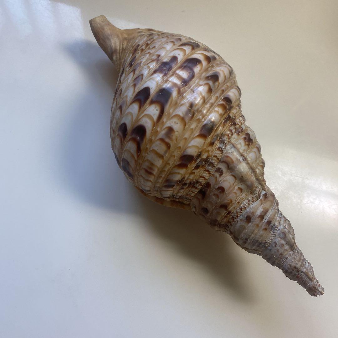ホラ貝　法螺貝　天然　28cm