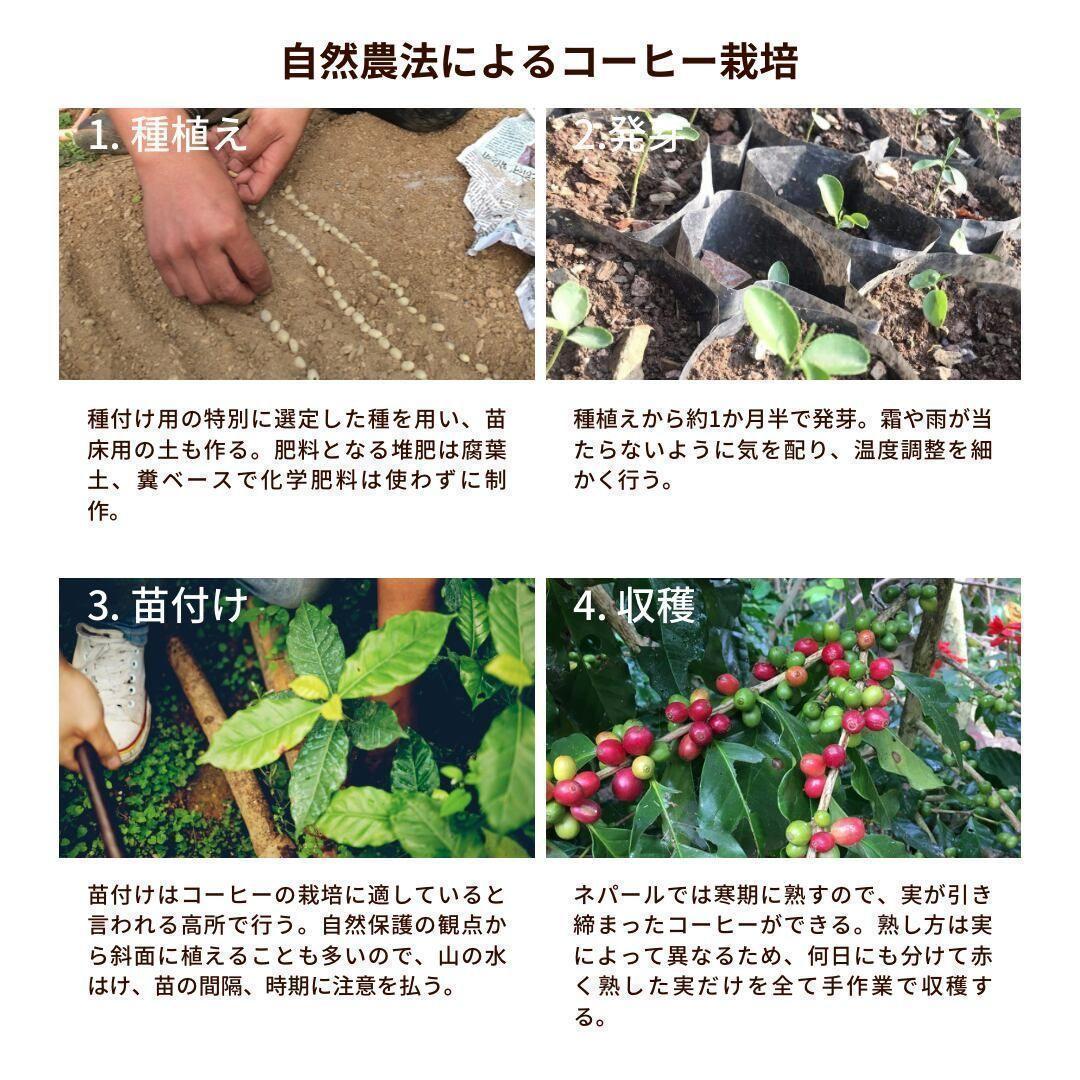 ○オーガニックコーヒー アメリカン フェアトレード 1kg コーヒー豆 ネパール