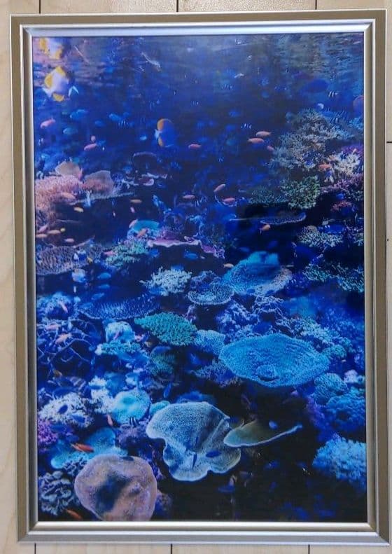 海の中 写真