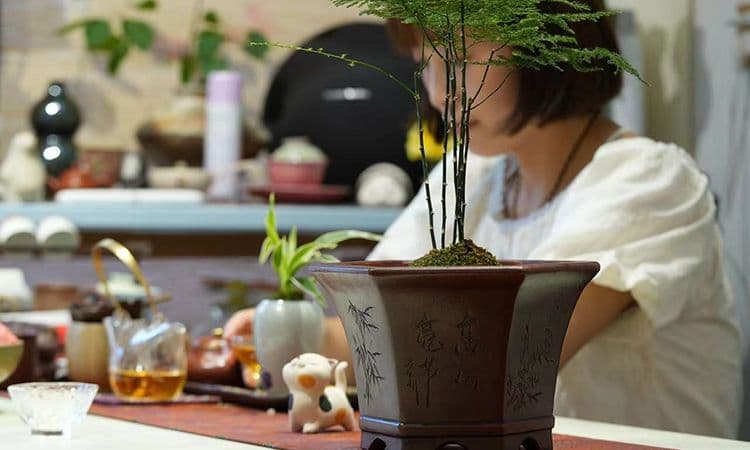 中国宜興 紫砂鉢 盆栽鉢 植木鉢 小品盆栽鉢 大品盆栽鉢
