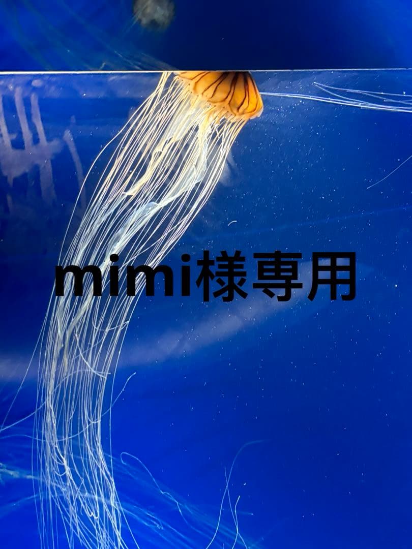 トライアルセット・サンプル mimi