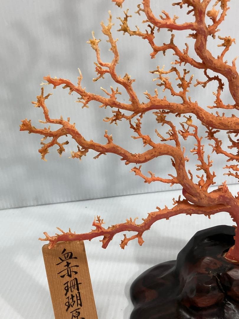 【血赤珊瑚原木】希少！＊血珊瑚＊天然 原木 サンゴ オブジェ 手渡し推奨