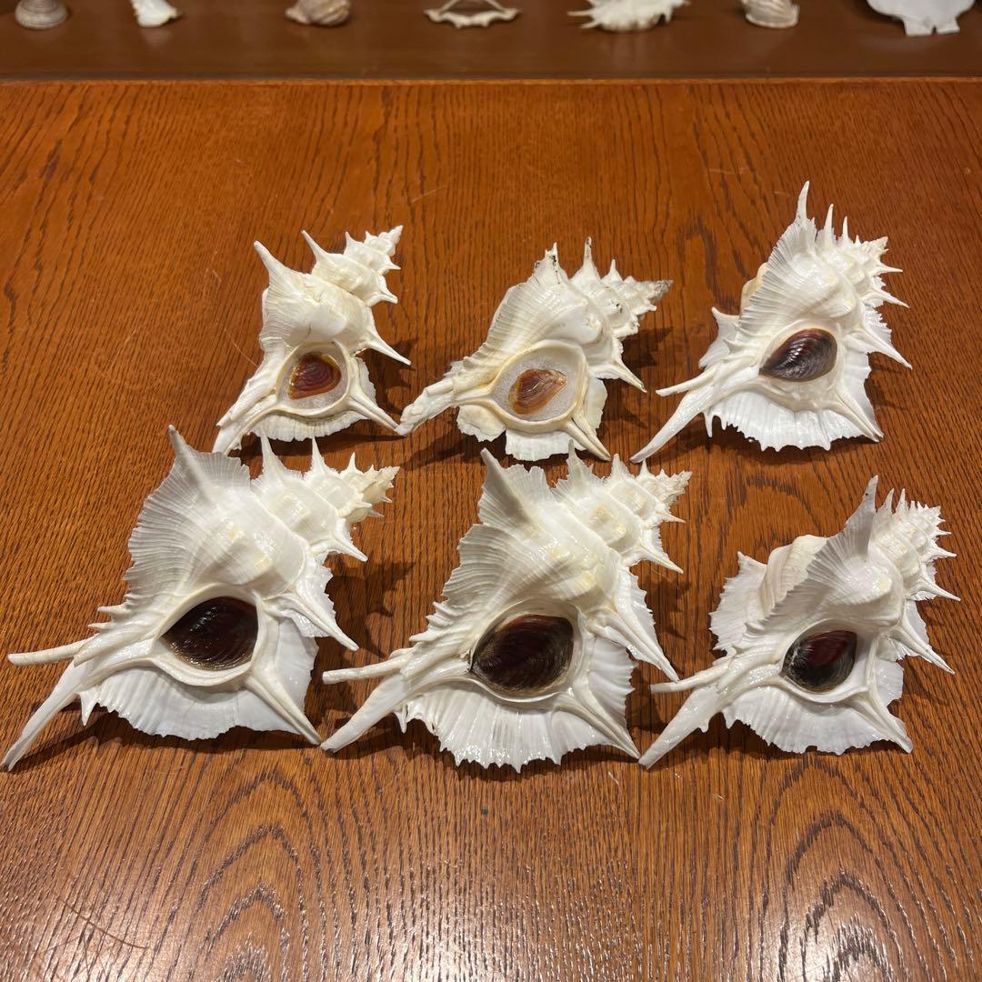 下*田様 【最終在庫】　美品　東シナ海産　蓋付き　ガンセキバショウ　6点セット