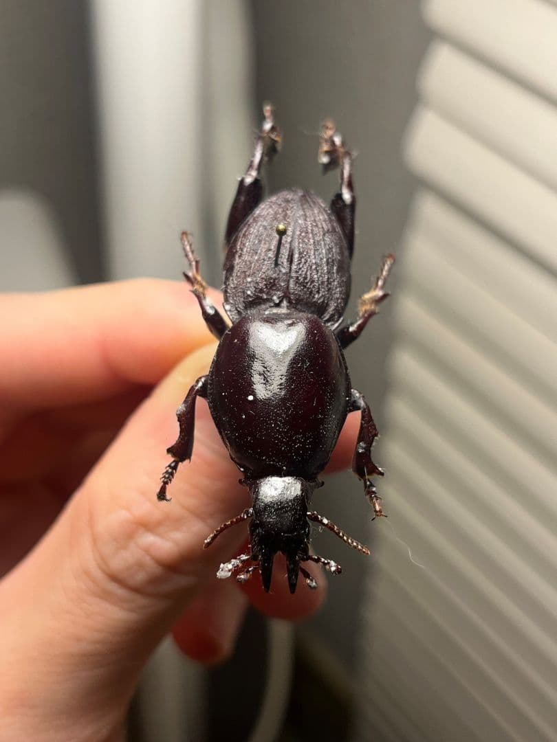 【50mm】ケラモドキカミキリ 大型 Hypocephalus 標本