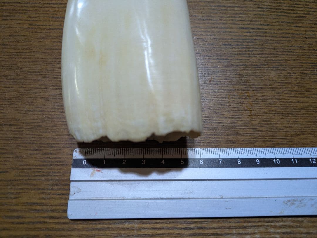 鯨の歯