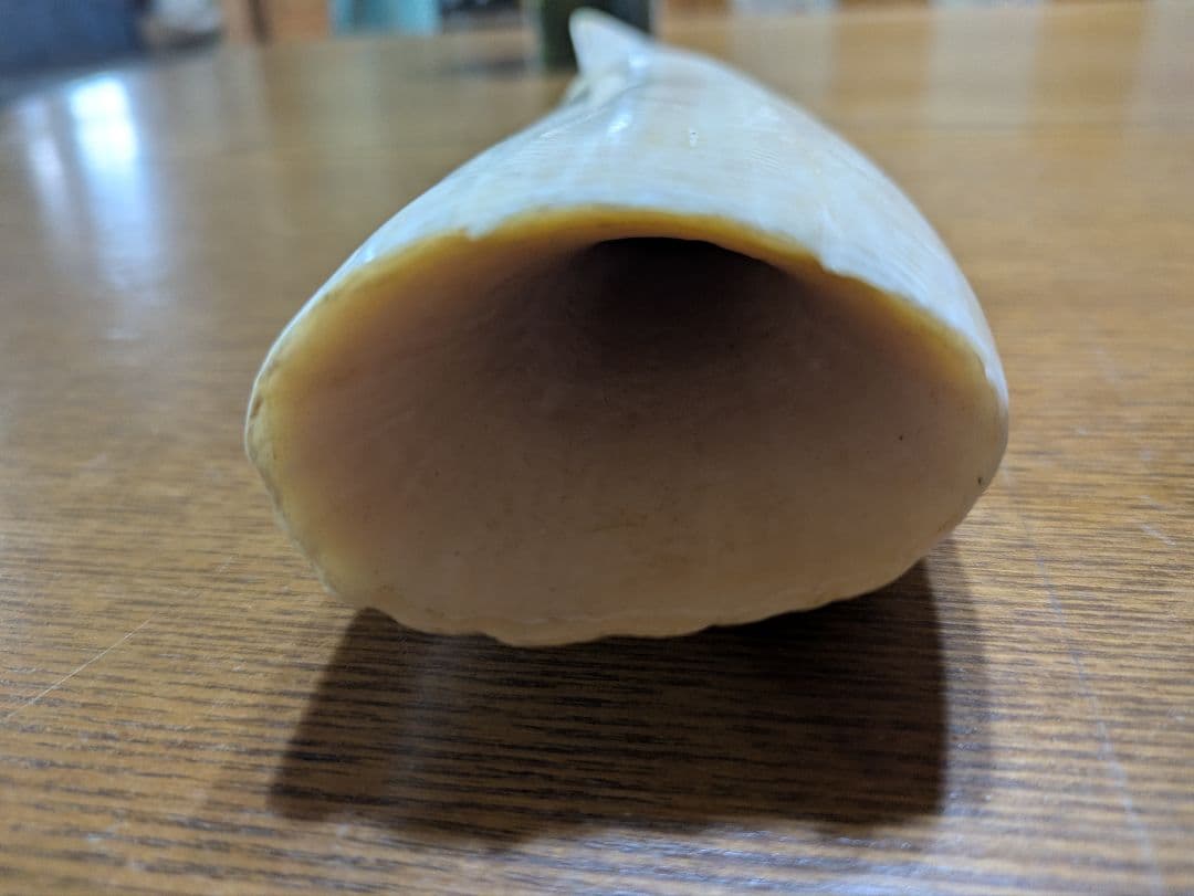 鯨の歯