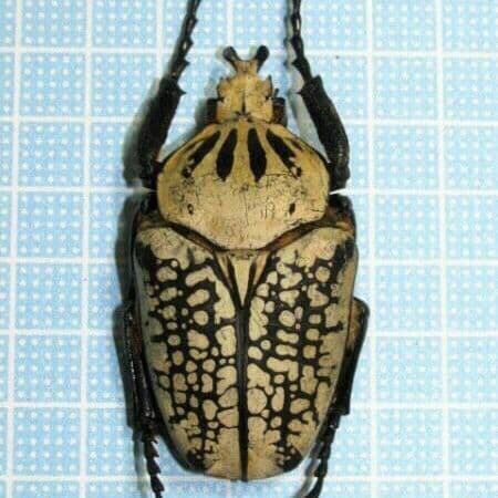 コンゴ産 白 オリエンタリス ゴライアス