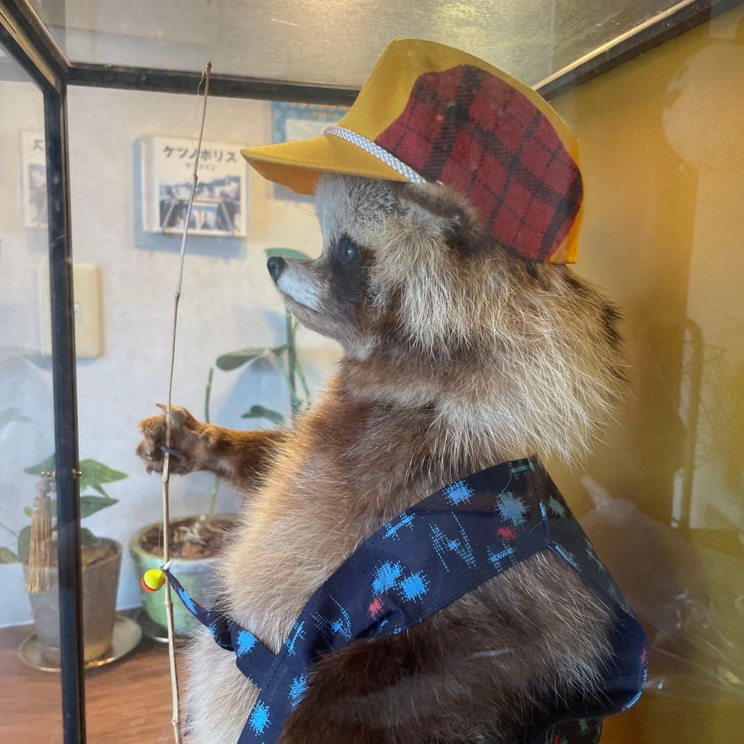 釣り師狸（タヌキ）置物/ たぬきの剥製