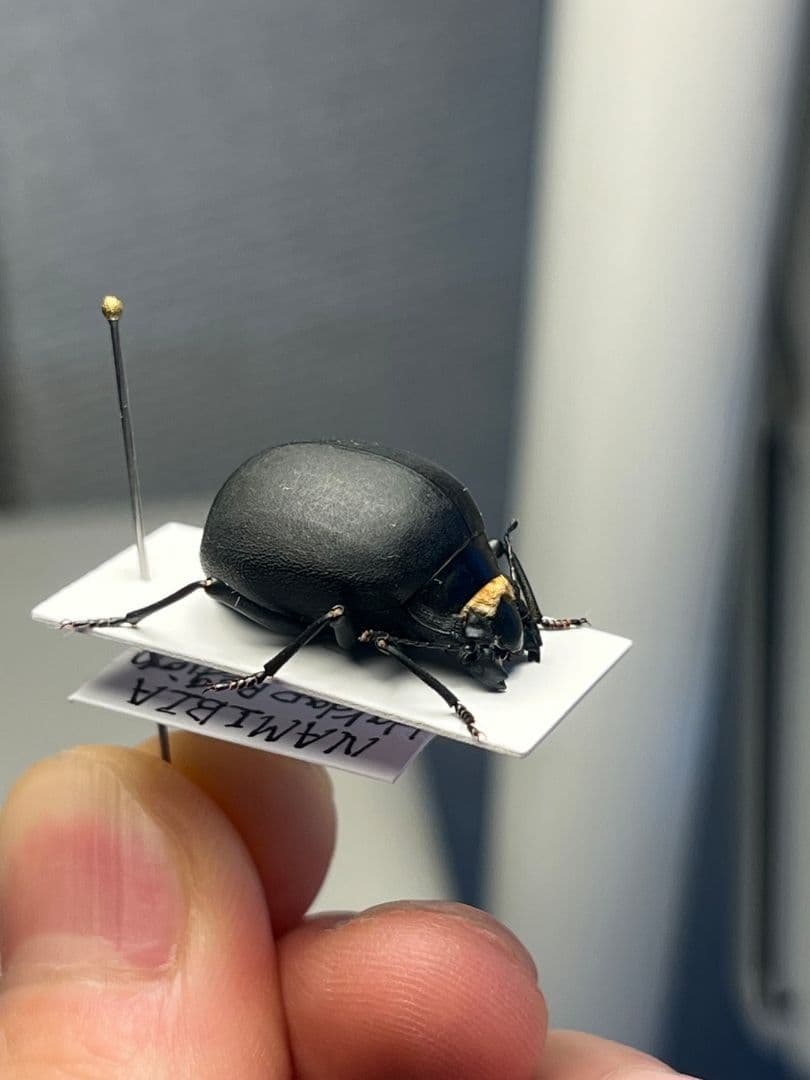 【19mm】マエガミパッツンゴミムシダマシ とんでもない甲虫 昆虫標本バケモノ
