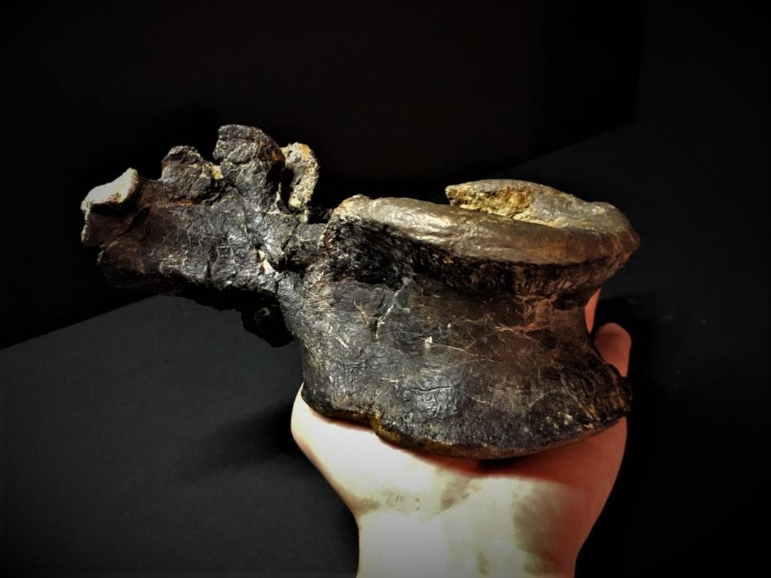 超希少！イギリス産肉食恐竜ネオヴェナトルの脊椎骨！　値段交渉可能